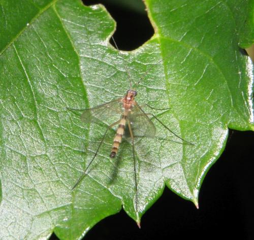 Macrocera sp.